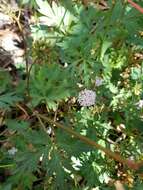 Imagem de Trachymene procumbens (F. Müll.) Benth.