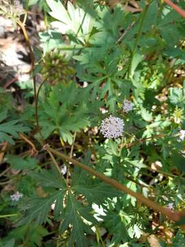 Imagem de Trachymene procumbens (F. Müll.) Benth.