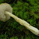 Image of Austroboletus neotropicalis Singer, J. García & L. D. Gómez 1991