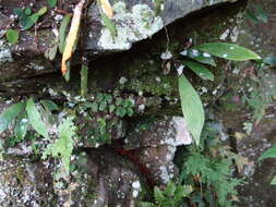 Image of Antrophyum formosanum Hieron.