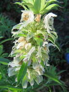 Monarda citriodora var. citriodora resmi