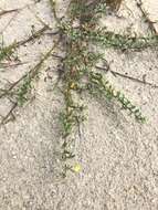 Image of seabeach evening primrose