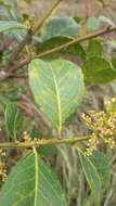 Image de Ilex affinis Gardn.