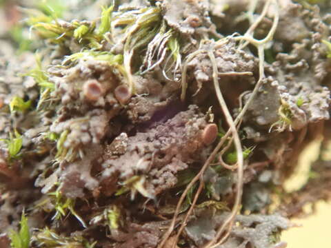 Image of littlelobed lichen