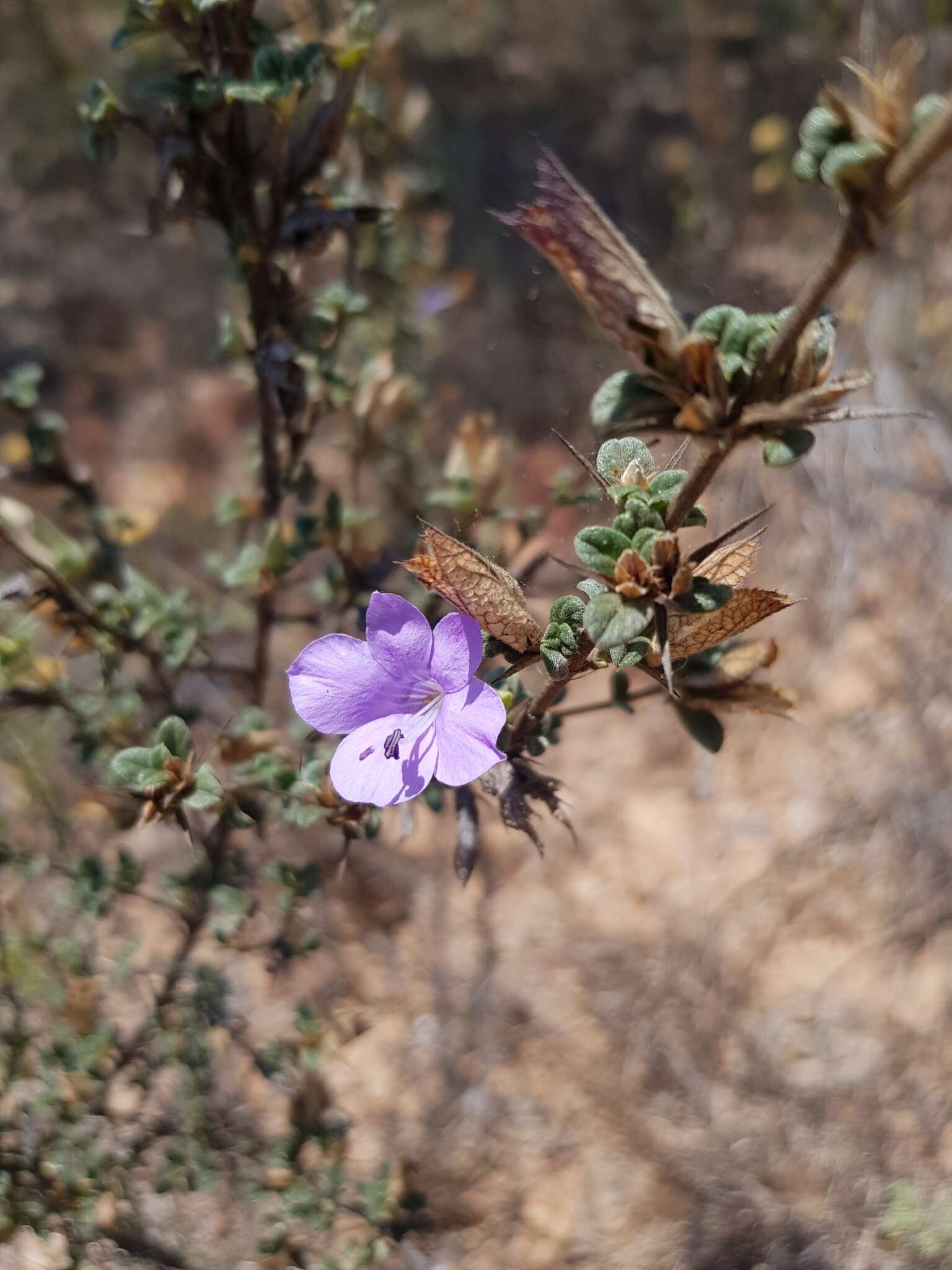 Image of Barleria crassa C. B. Cl.