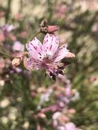 Image of Baja California ipomopsis