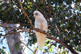 Image of Western Corella