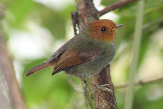 Pseudotriccus ruficeps (Lafresnaye 1843)的圖片