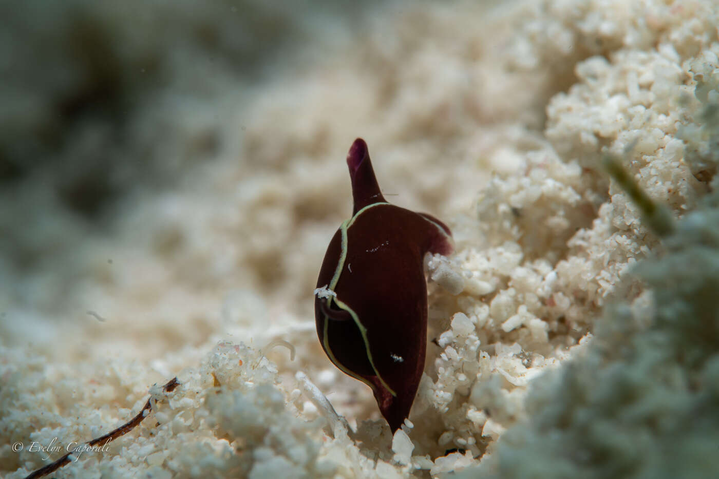 Image of Gastropteron chacmol Gosliner 1989