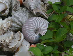 Image of Bellybutton nautilus