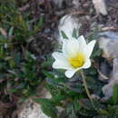 Imagem de Dryas octopetala subsp. hookeriana (Juz.) Hulten