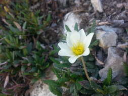 Imagem de Dryas octopetala subsp. hookeriana (Juz.) Hulten