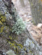 Image of cartilage lichen