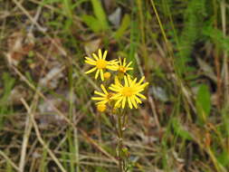 Image of Rayless Mountain Groundsel