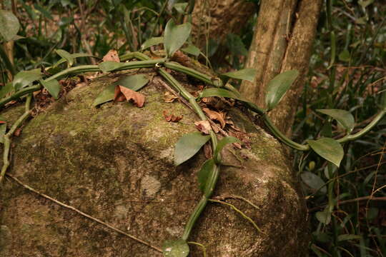 Image of Vanilla polylepis Summerh.