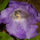 صورة Strobilanthes sessilis Nees