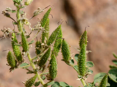 Image of Cleome dolichostyla Jafri