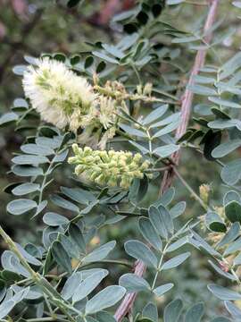 Image of catclaw acacia