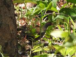 Image of Red-necked Francolin