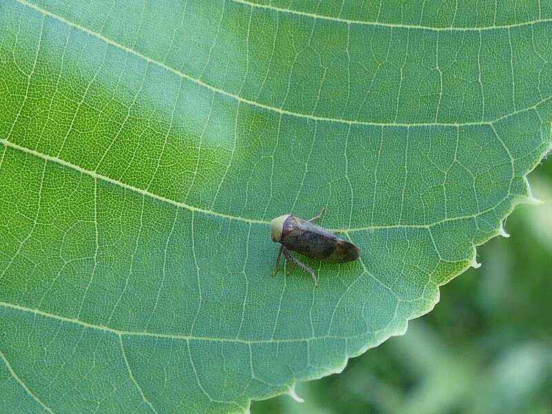 Image of Leafhopper