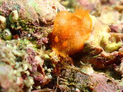 Image of Scribbled nudibranch