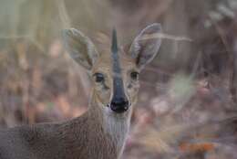 Imagem de Sylvicapra grimmia campbelliae (Gray 1843)