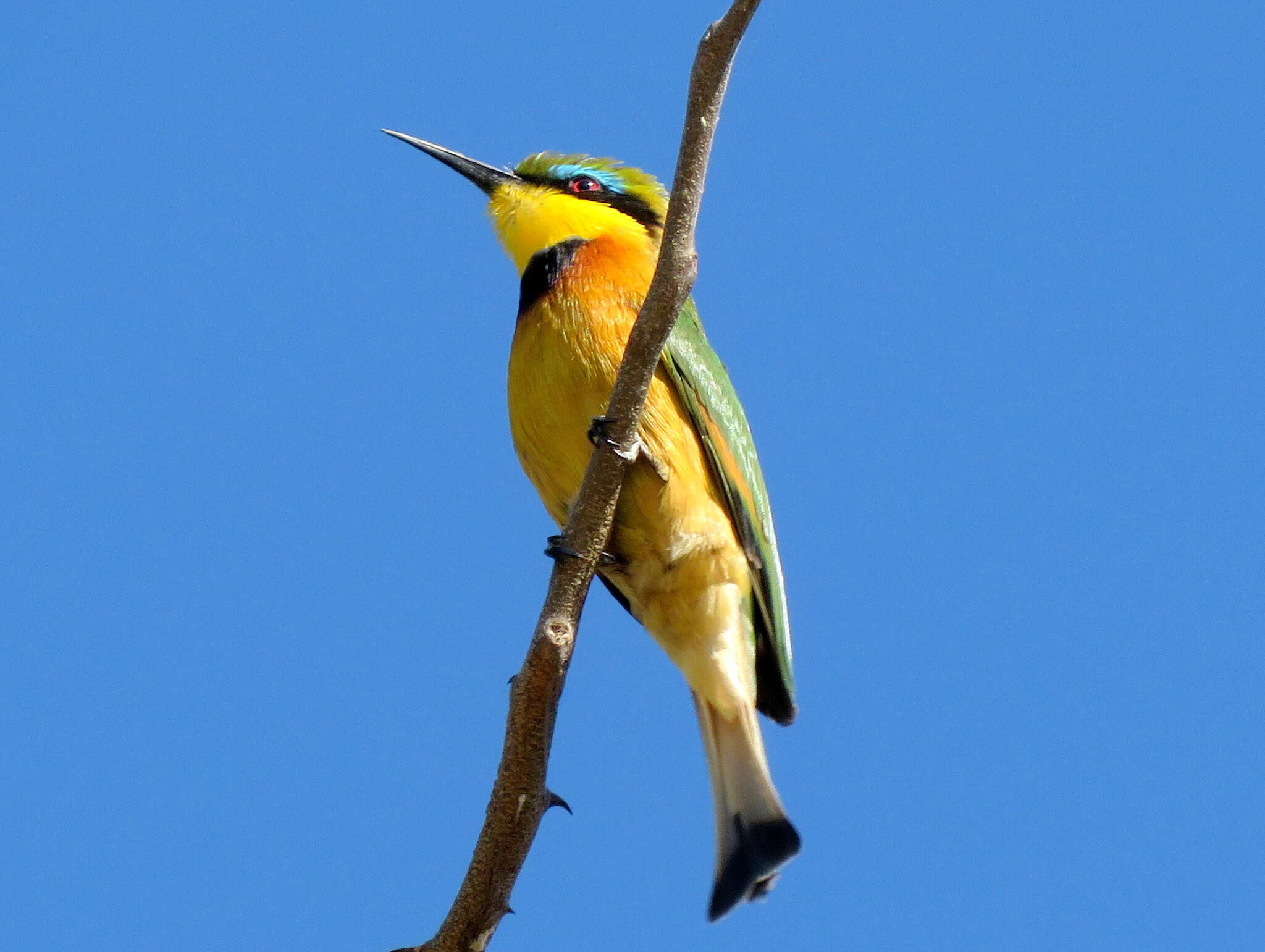 Image of Merops pusillus argutus Clancey 1967