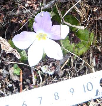 Image of Primula deuteronana Craib