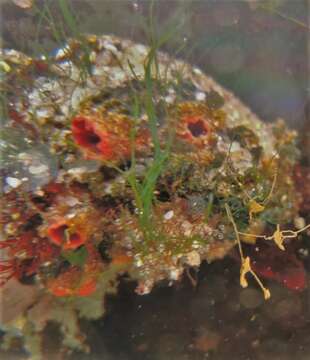 Image of red sea squirt