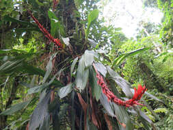 Image of Pitcairnia brittoniana (Mez) Mez