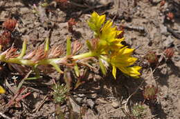 Слика од Sedum stenopetalum Pursh