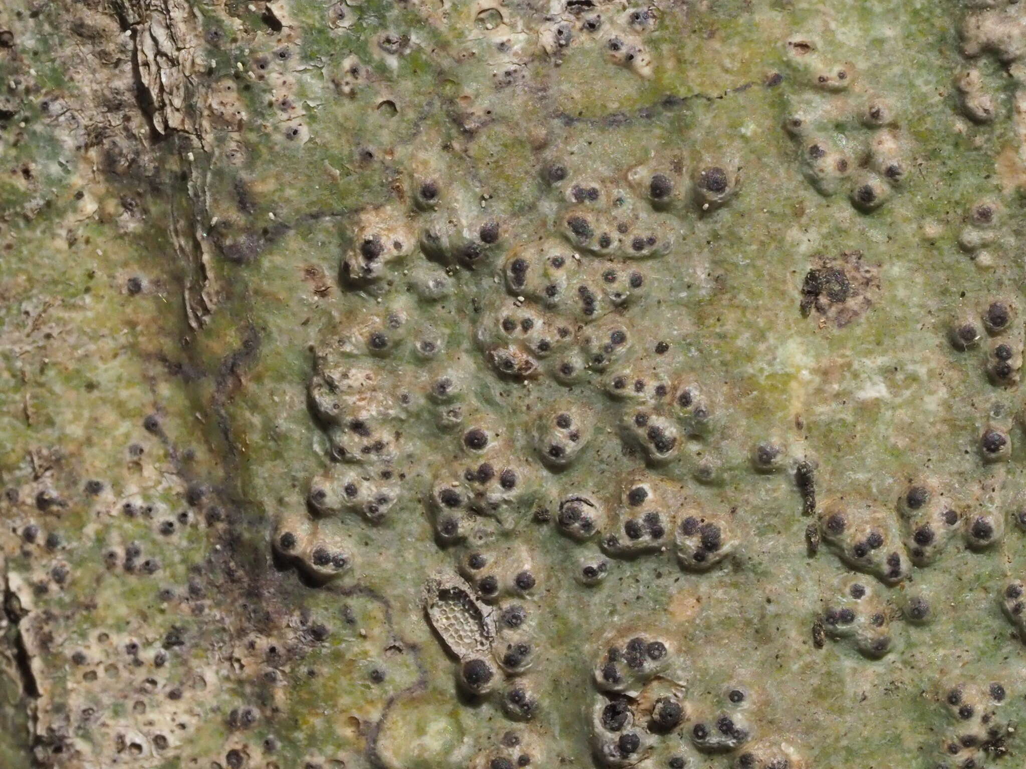 Image of wart lichen