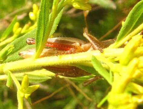 Слика од Melanoplus scudderi (Uhler 1864)