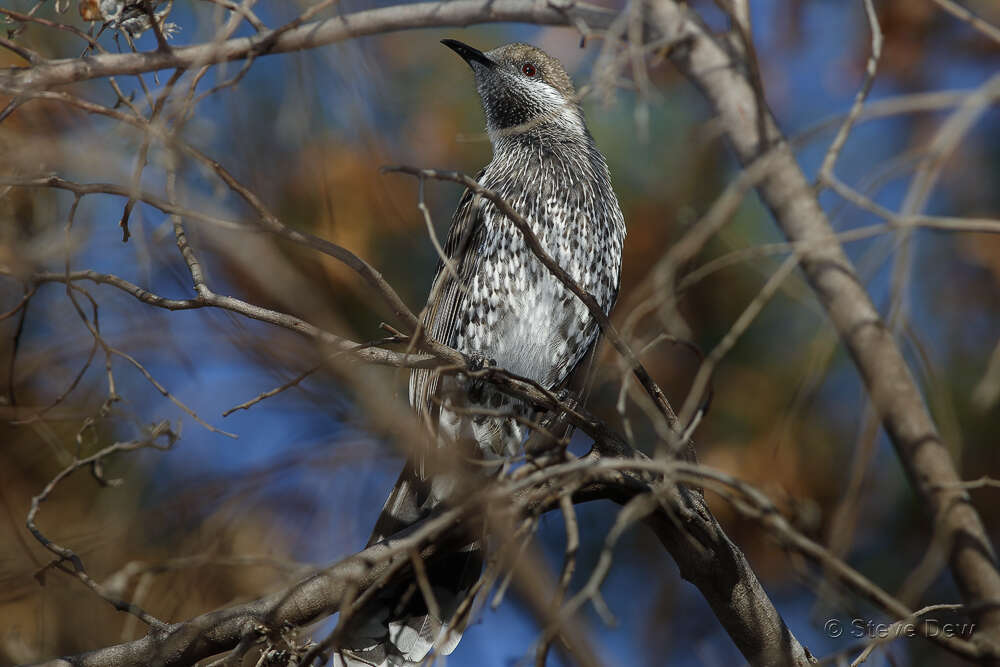 Image of Little Wattlebird