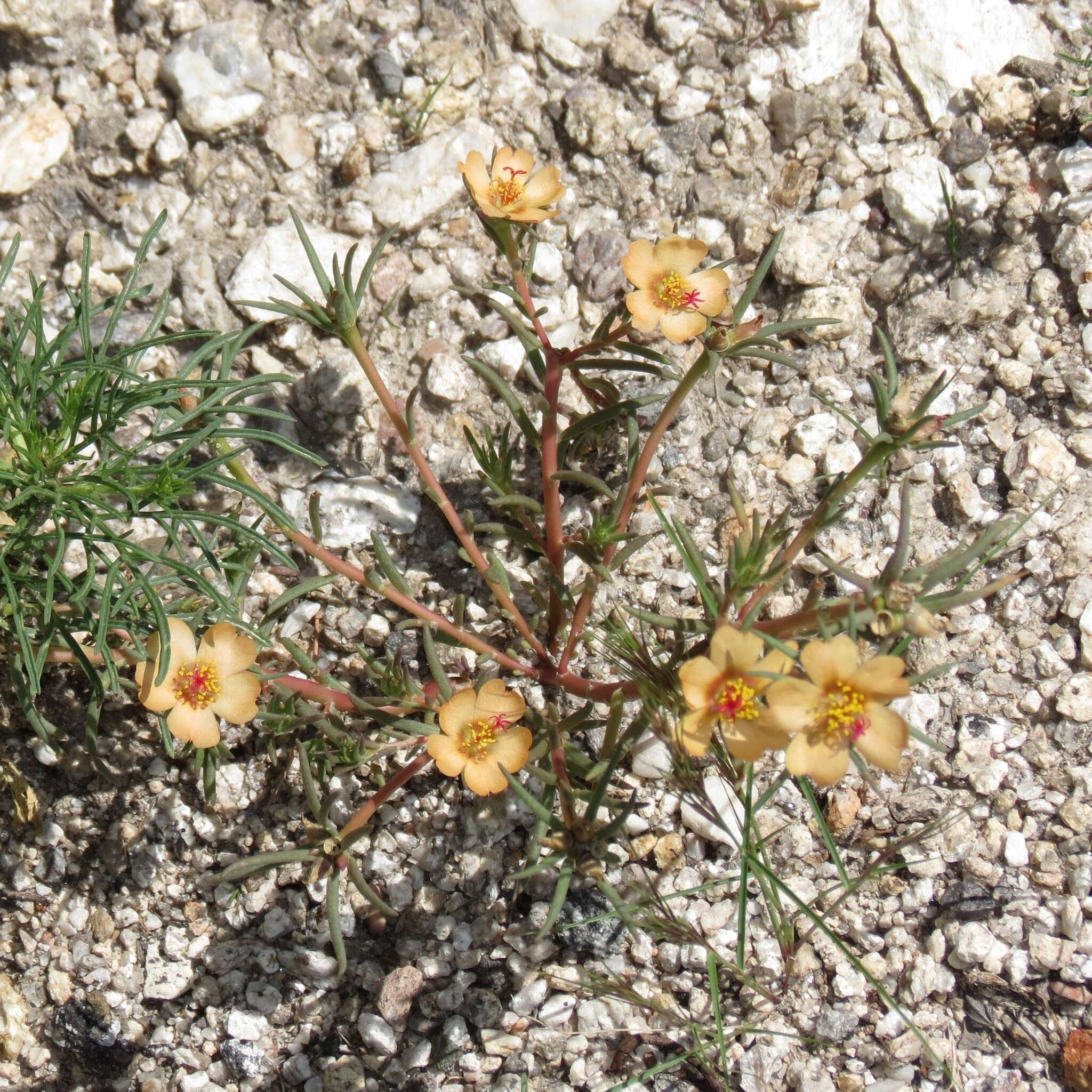 Image of shrubby purslane