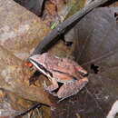 Imagem de Leptodactylus elenae Heyer 1978