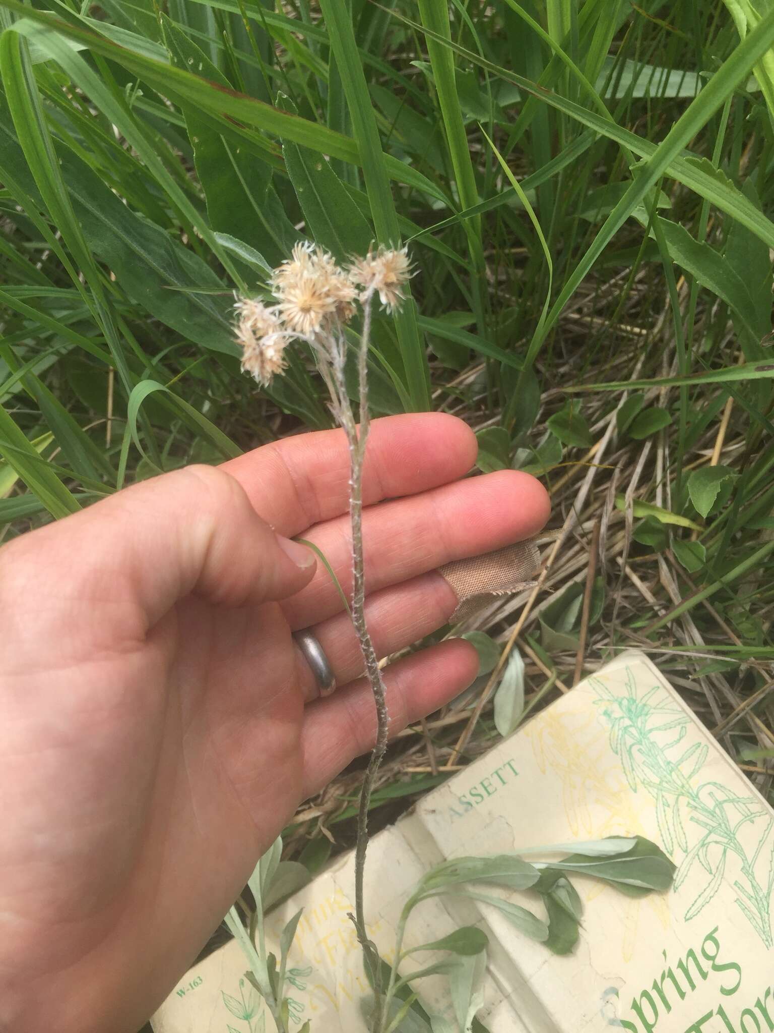 Imagem de Antennaria parlinii Fern.