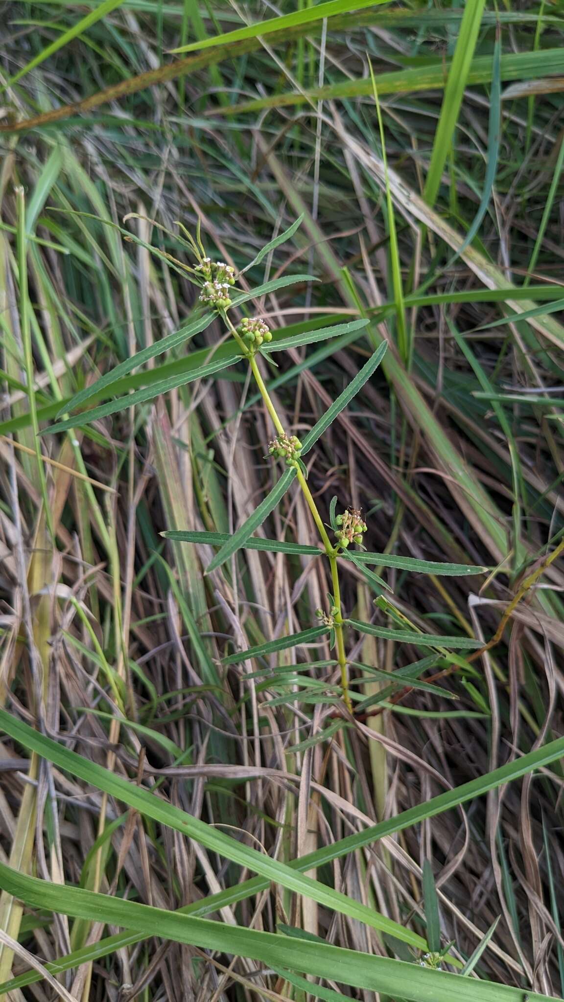 Imagem de Euphorbia bifida Hook. & Arn.