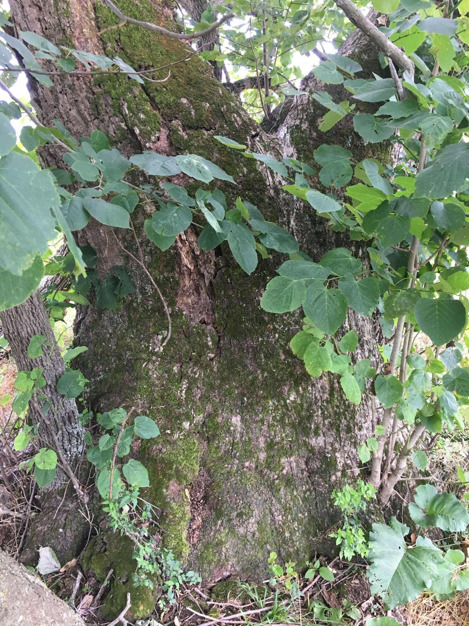 Слика од Tilia americana var. heterophylla (Vent.) Loudon