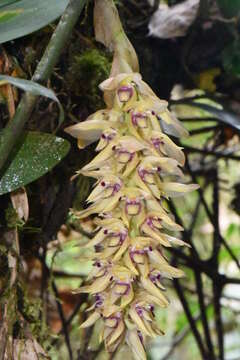 Image of Bulbophyllum occlusum Ridl.