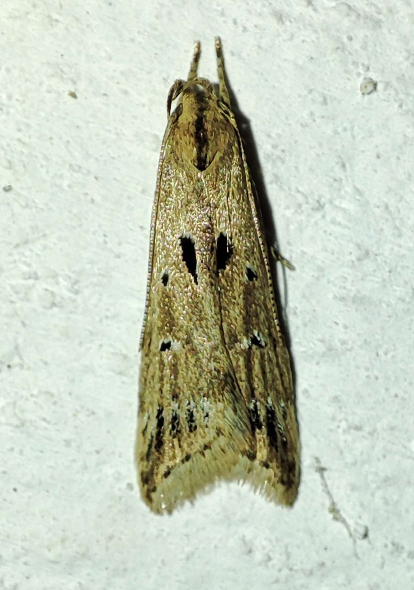 Image of Brachmia inornatella Douglas 1850