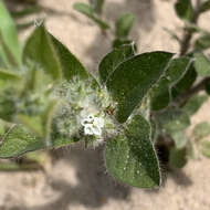 Image of Seddera suffruticosa var. hirsutissima Hall. fil.