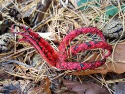 Imagem de Clathrus archeri (Berk.) Dring 1980