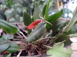 Plancia ëd Restrepia brachypus Rchb. fil.