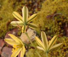 Image of Albuca concordiana Baker