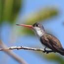 صورة Leucolia violiceps ellioti (von Berlepsch 1889)