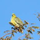 صورة Treron calvus schalowi Reichenow 1880