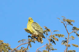 صورة Treron calvus schalowi Reichenow 1880