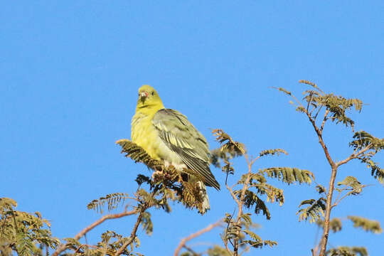 صورة Treron calvus schalowi Reichenow 1880