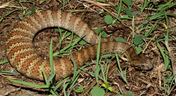 Image of Northern death adder